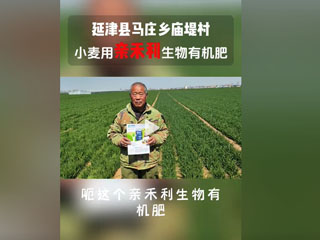 小麦使用亲禾利生物有机肥，延津县马庄乡庙堤村农户感言