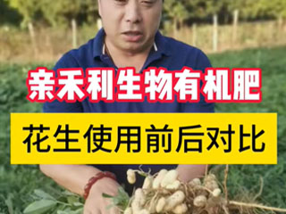 花生大田使用生物有机肥前后对比 河南省遂平县张庄乡使用前后对比