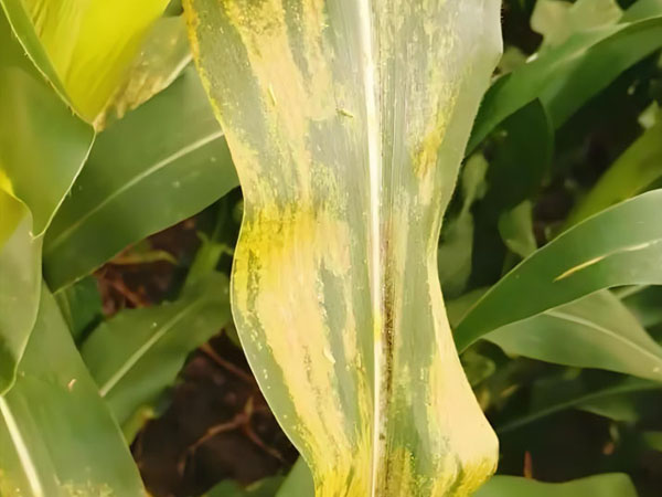 周口市淮阳区玉米南方锈病防治警报