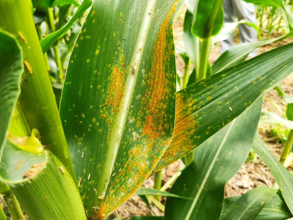 河南省玉米南方锈病防治警报