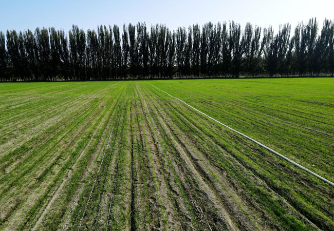 2024年全国小麦秋冬种技术意见